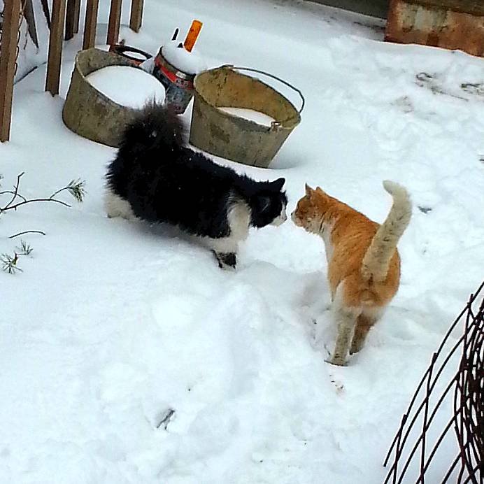 Кот Василий и Кошка Дуся