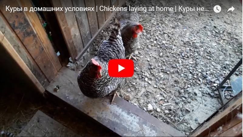 Куры несушки в домашних условиях