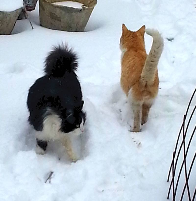 Дуся и Вася Инь Ян