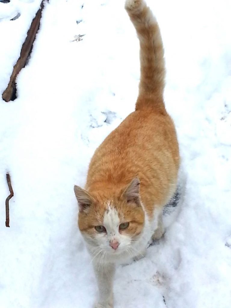 Кот Василий красавец