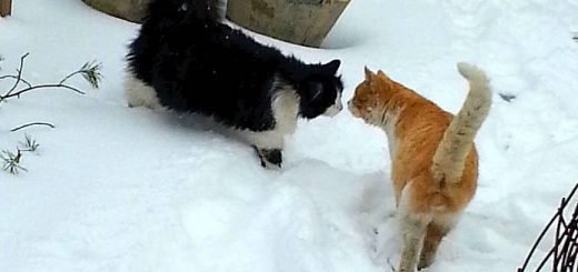 Кошка Дуся и кот Василий