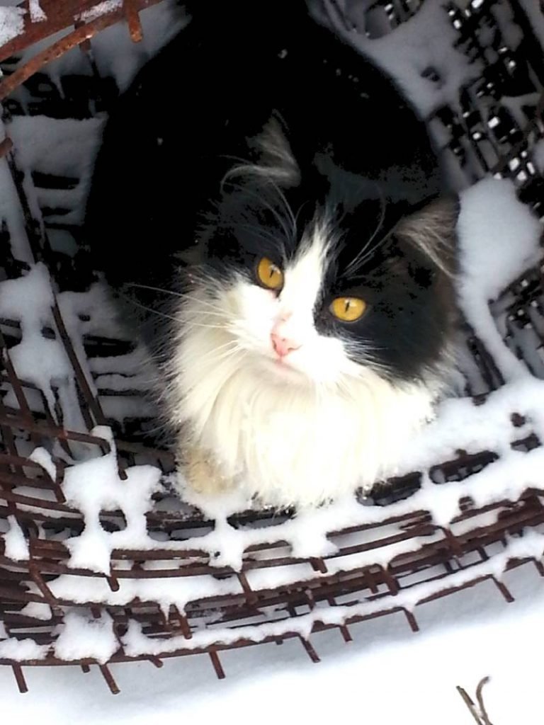 Кошка Дуся на сетке рабице