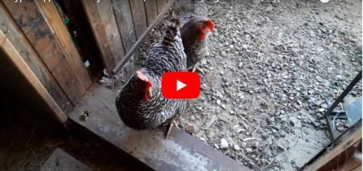 Куры несушки в домашних условиях