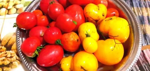 Помидор сентябрь