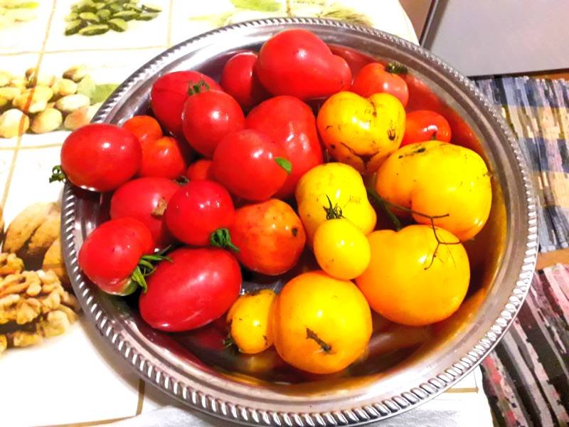 Помидор сентябрь