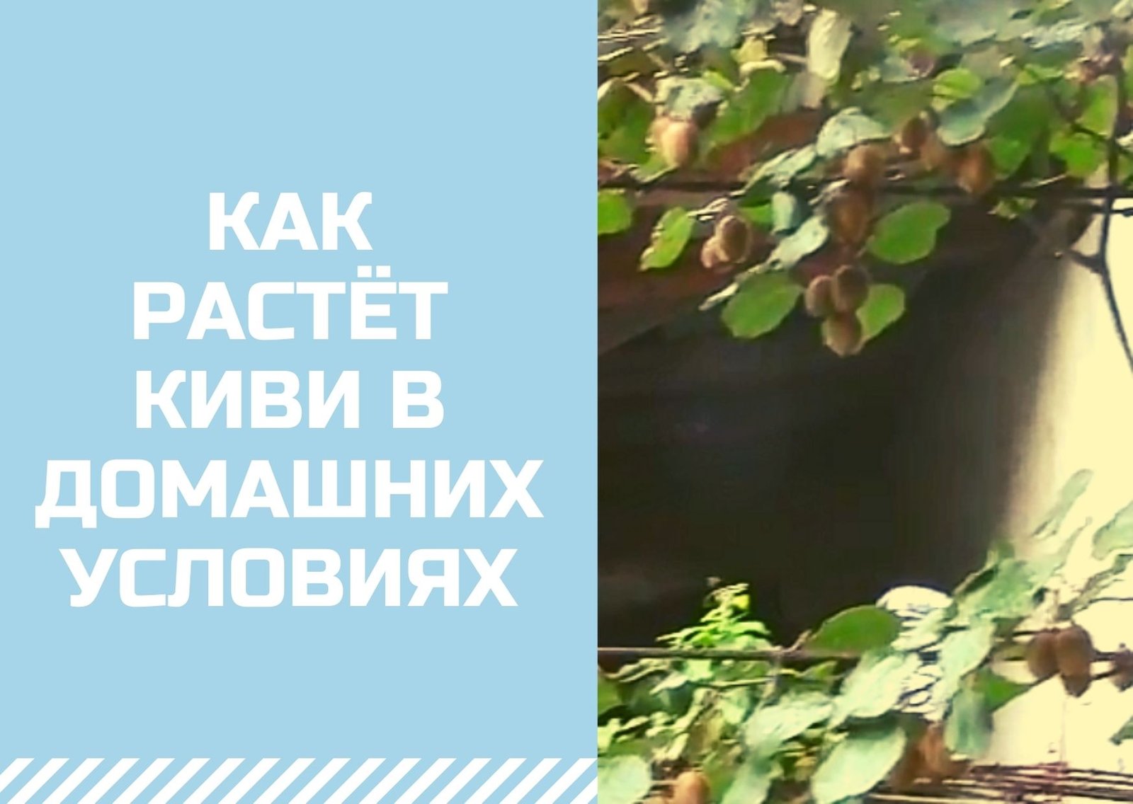 Как растет киви в домашних условиях