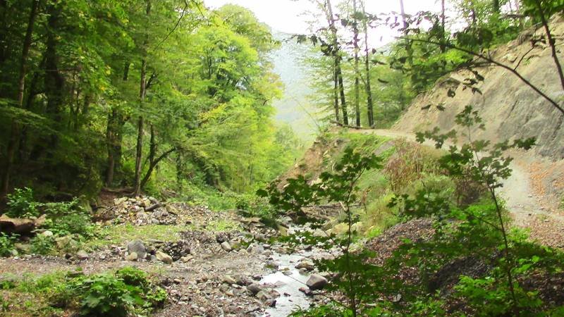 Лес в горах Краснодарского края