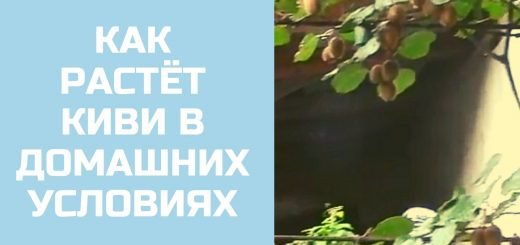 Россия Как растет киви в домашних условиях
