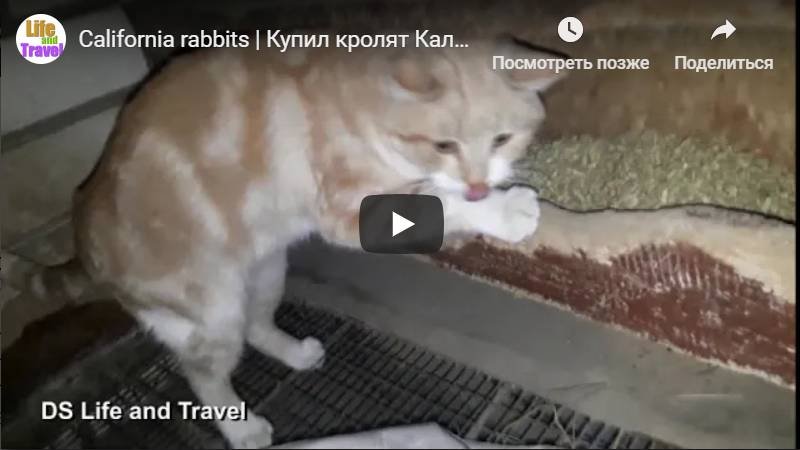 Сегодня купил кроликов Калифорнийской породы