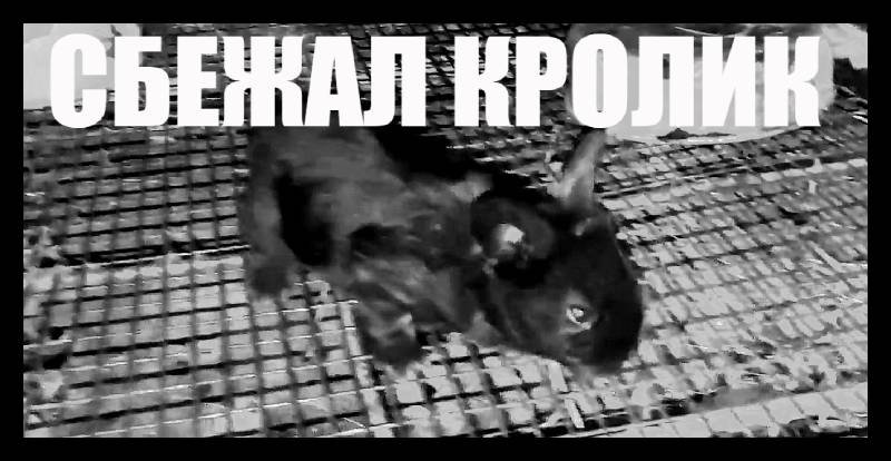Сбежал черный маленький кролик