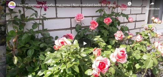 Выращивание роз в домашних условиях