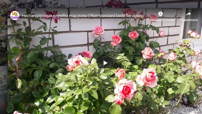 Выращивание роз в домашних условиях