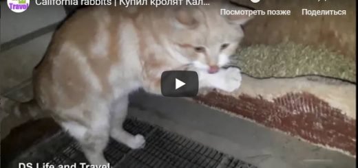Купил кроликов Калифорнийцев