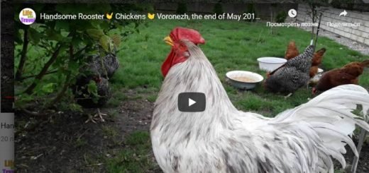 Предводитель кур Петя Вождь пернатых