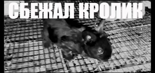 Черный маленький кролик