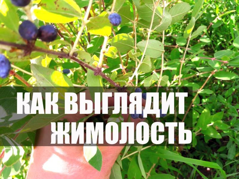 Как выглядит жимолость