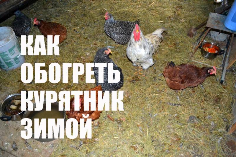 Как обогреть курятник зимой