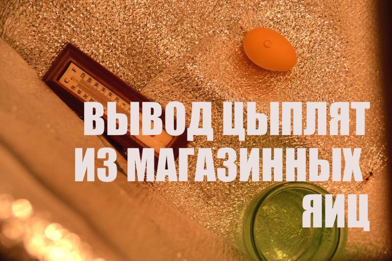 Можно ли вывести цыплят из магазинных яиц?