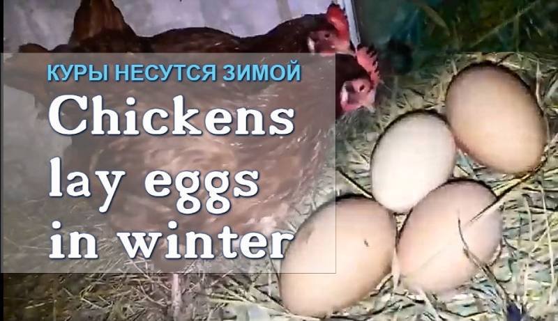 Куры несутся зимой Декабрь 2018