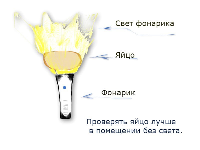 Проверка яиц на наличие плода внутри.