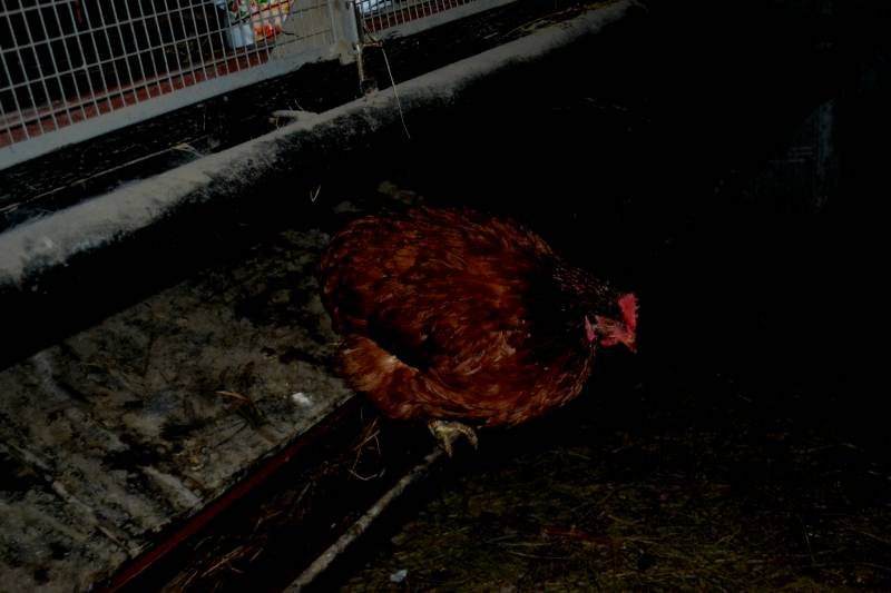 Где и как ночуют куры в курятнике