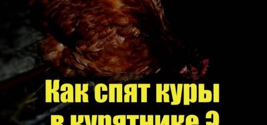 Как курицы спят в курятнике
