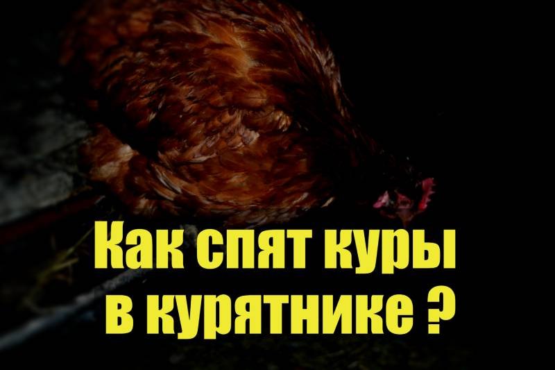 Как курицы спят в курятнике