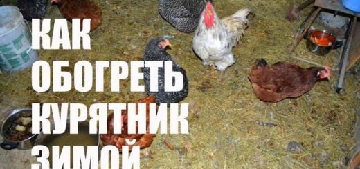 Как обогреть курятник зимой чтобы куры неслись