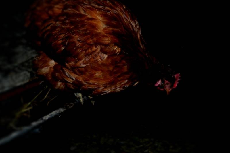 Курица уселась одна спать на ночь