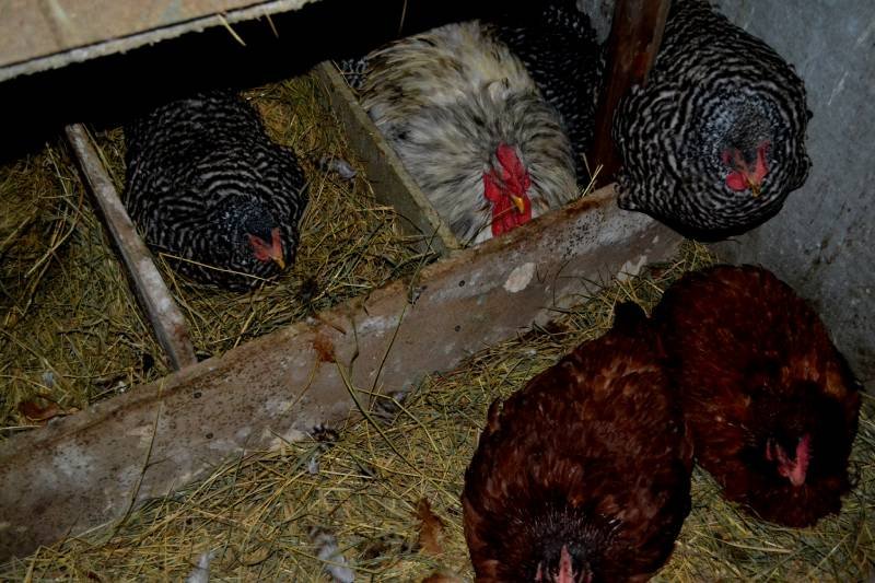Куры и питух уселись спать в гнёзда