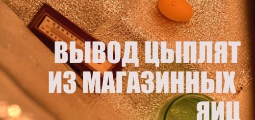 Самодельный инкубатор Вывод цыплят