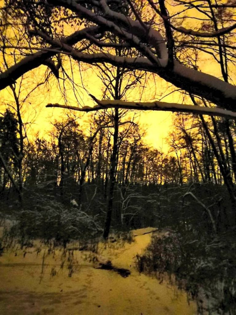 Лес из сумерек. Фото "Honor 10"