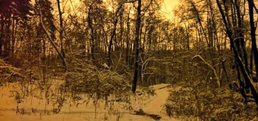 Сумерки зимой Хонор 10