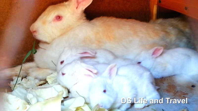 У белой кролихи появились крольчата