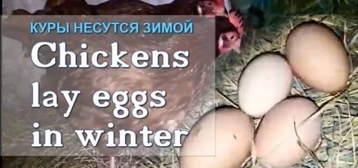 Чтобы куры неслись зимой