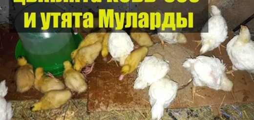 Цыплята бройлеры кобб-500 и утята Мулард