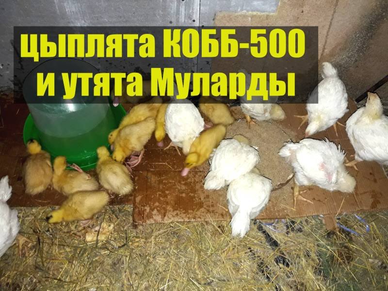 Цыплята бройлеры кобб-500 и утята Мулард