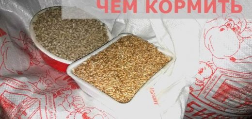 Чем кормить кроликов калифорнийцев зимой