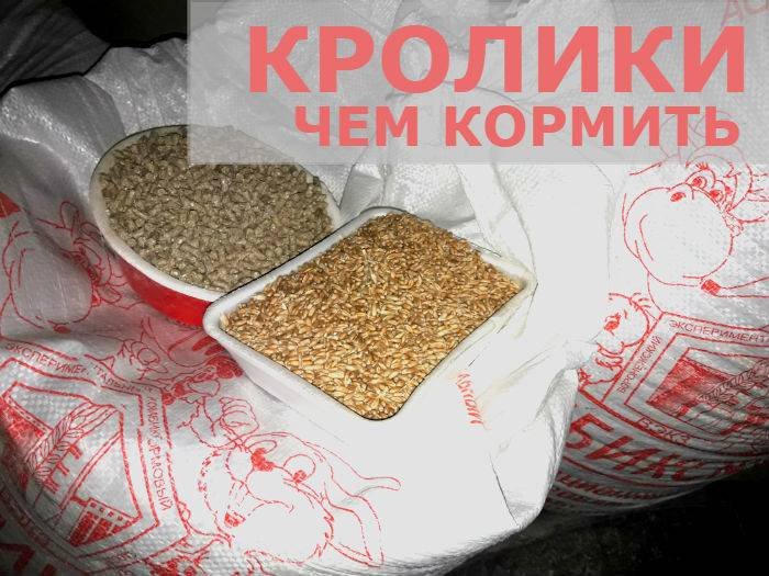 Чем кормить кроликов калифорнийцев зимой