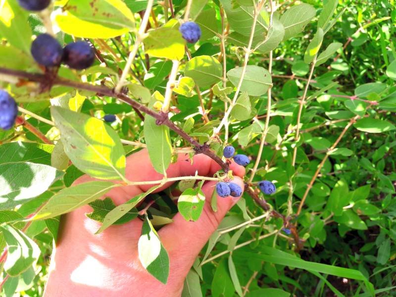 Как выглядит жимолость фото