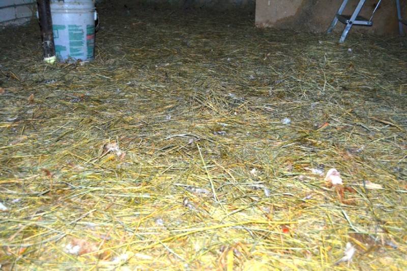Подстилка из сена на пол в курятнике