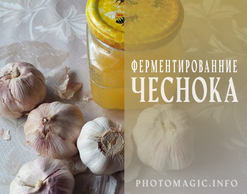 Как самим приготовить ферментированный чеснок