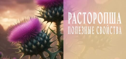 Расторопша и её полезные свойства