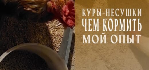 Чем кормить кур-несушек зимой в домашних условиях
