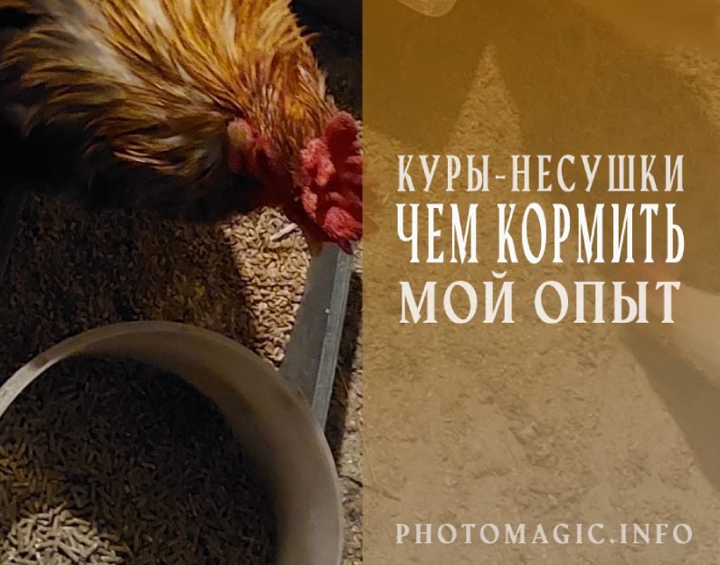 Чем кормить кур-несушек зимой в домашних условиях