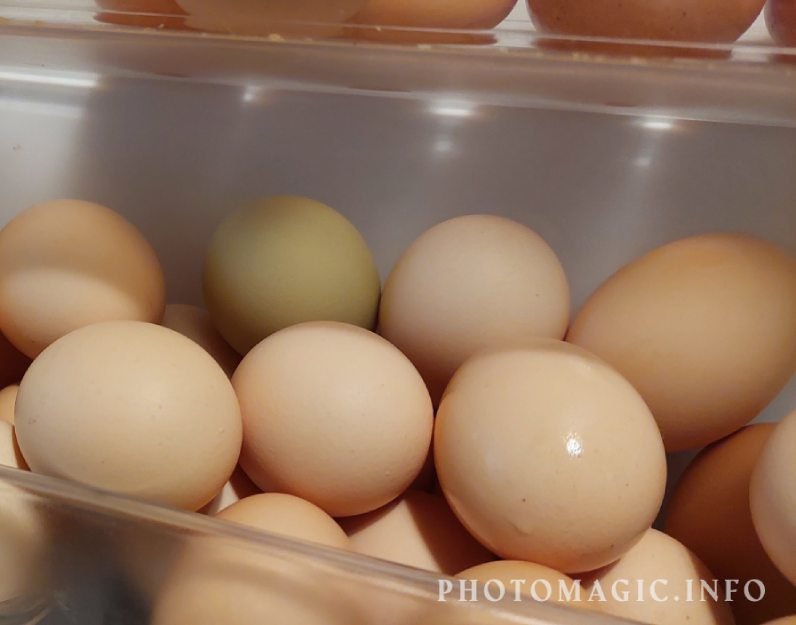 куры несутся зимой