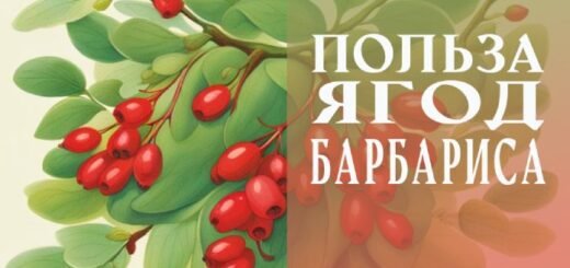 Чем полезны ягоды барбариса