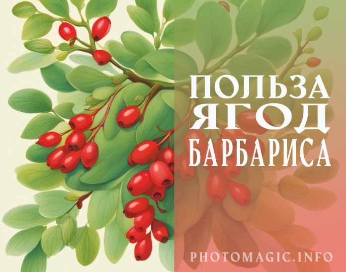Чем полезны ягоды барбариса